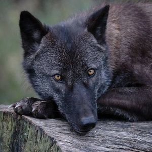 Meet your Posher, Dora